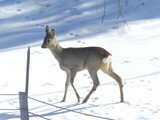 Rådyr (Capreolus capreolus)