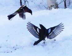 Bjørkefink (Fringilla montifringilla)