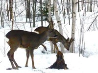 Rådyr (Capreolus capreolus)