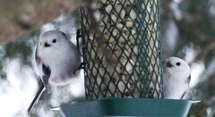 Stjertmeis (Aegithalos caudatus)