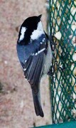 Coal Tit (Periparus ater)