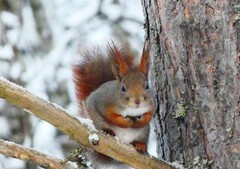 Eurasian Red Squirrel (Sciurus vulgaris)