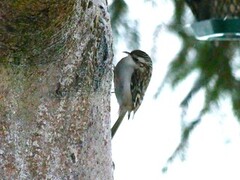 Eurasian Treecreeper (Certhia familiaris)