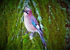 Nøtteskrike (Garrulus glandarius)