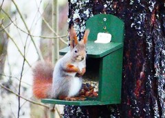 Eurasian Red Squirrel (Sciurus vulgaris)