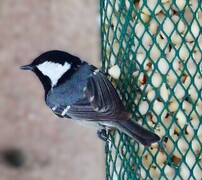 Coal Tit (Periparus ater)
