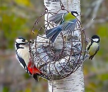 Great Spotted Woodpecker (Dendrocopos major)