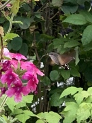 Hummingbird Hawk-moth (Macroglossum stellatarum)