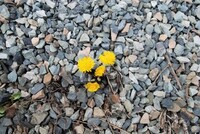 Hestehov (Tussilago farfara)