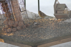 Willow Tit (Poecile montanus)