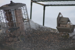 Eurasian Siskin (Spinus spinus)