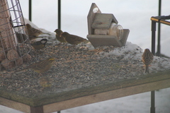 Yellowhammer (Emberiza citrinella)