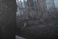 Eurasian Treecreeper (Certhia familiaris)