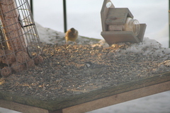 Coal Tit (Periparus ater)