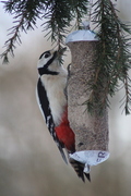 Great Spotted Woodpecker (Dendrocopos major)