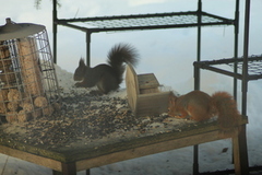 Eurasian Red Squirrel (Sciurus vulgaris)