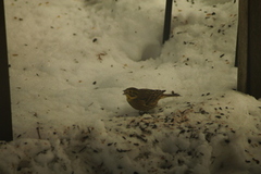 Yellowhammer (Emberiza citrinella)