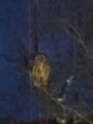 Eurasian Eagle Owl (Bubo bubo)
