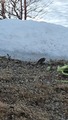 Sivspurv (Emberiza schoeniclus)