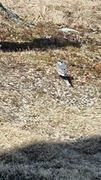 White Wagtail (Motacilla alba)