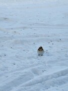Snow bunting (Plectrophenax nivalis)