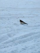 Snow bunting (Plectrophenax nivalis)