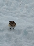 Snow bunting (Plectrophenax nivalis)