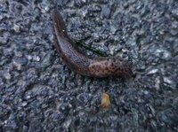 Boakjølsnegl (Limax maximus)