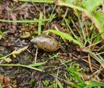 Storravsnegl (Succinea putris)