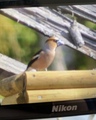 Kjernebiter (Coccothraustes coccothraustes)