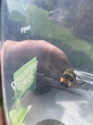Narrow-bordered Bee Hawk-moth (Hemaris tityus)