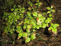 Blåbær (Vaccinium myrtillus)