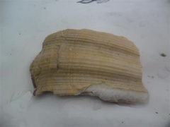 Stort kamskjell (Pecten maximus)