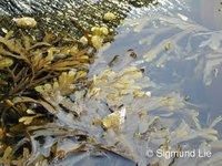 Sagtang (Fucus serratus)