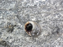 Perlesnegler (Euconulidae)