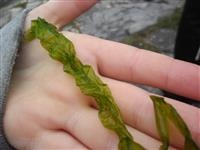 Sea grass (Ulva intestinalis)