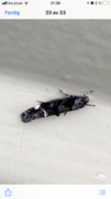 Large Dark Cosmet (Mompha conturbatella)