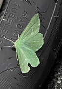 Large Emerald (Geometra papilionaria)