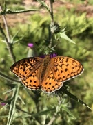 High Brown Fritillary (Argynnis adippe)