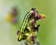 Rødt hagefly (Ceramica pisi)