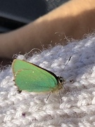 Grønnstjertvinge (Callophrys rubi)