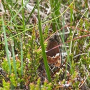 Arran Brown (Erebia ligea)
