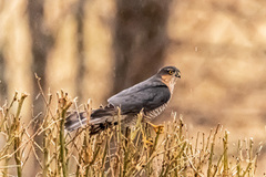 Spurvehauk (Accipiter nisus)