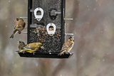 Grønnfink (Carduelis chloris)