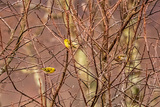 Grønnsisik (Carduelis spinus)