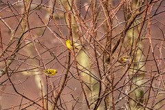 Grønnsisik (Carduelis spinus)