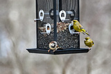 Gråspurv (Passer domesticus)