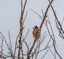 Kjernebiter (Coccothraustes coccothraustes)