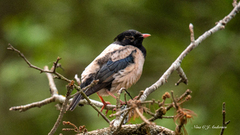 Rosenstær (Sturnus roseus)