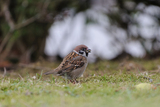 Pilfink (Passer montanus)